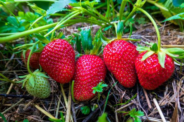BloomShadow Strawberry Plant