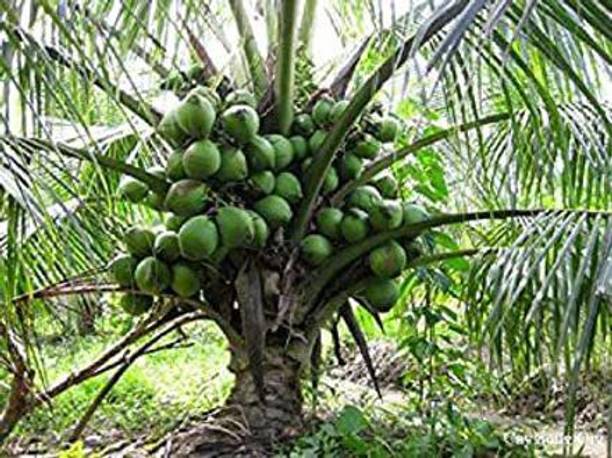 My Dream Nursery Coconut Plant