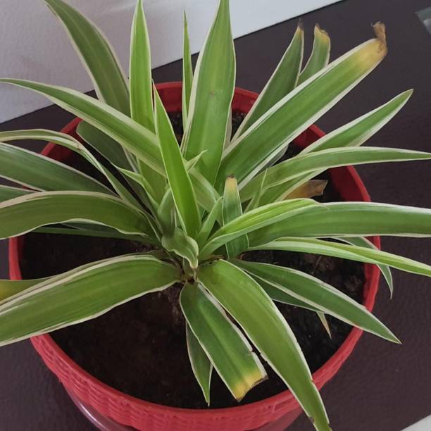 EliteGreen Spider Plant
