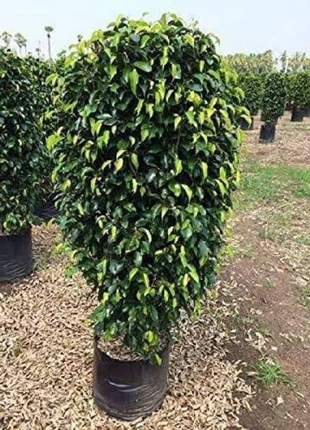 Cloud Farm Ficus Plant