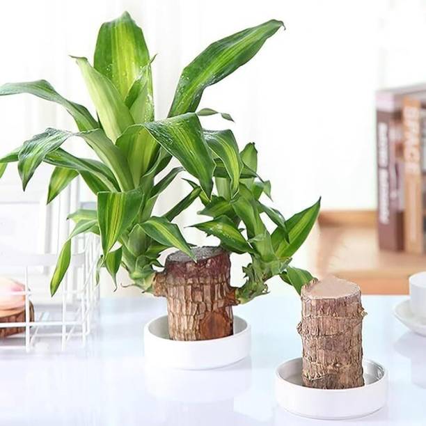 Cloud Farm Mini Brazalian wood