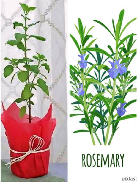 Cloud Farm Rosemary Herb Plant, Tulsi Plant