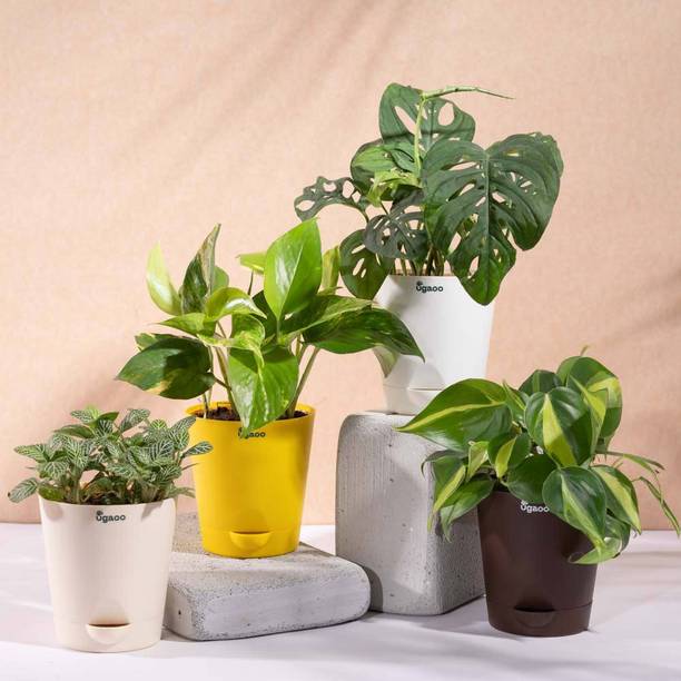 UGAOO Variegated Money Plant, Broken Heart Plant, Philodendron Brasil Plant, Fittonia plant