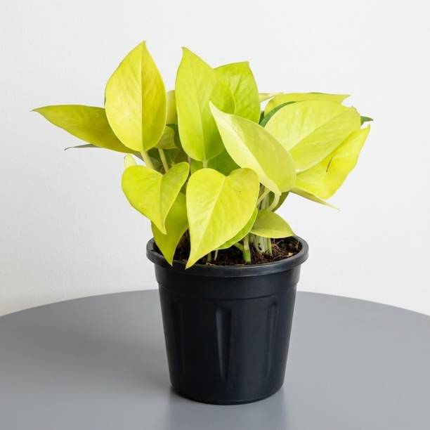 Ishita Hi- Tech Nursery Golden Money Plant