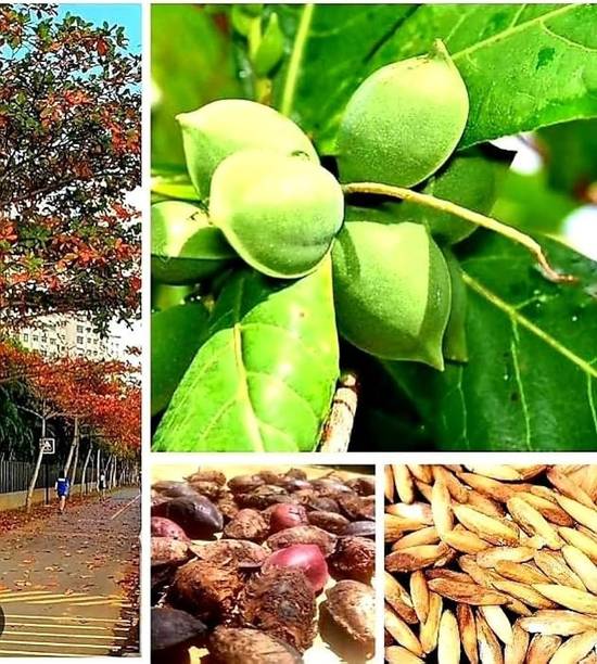 Rita Enterprises Almond Plant