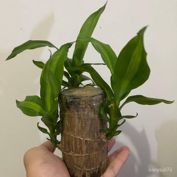 SHREYAGREEN Mini Brazalian wood