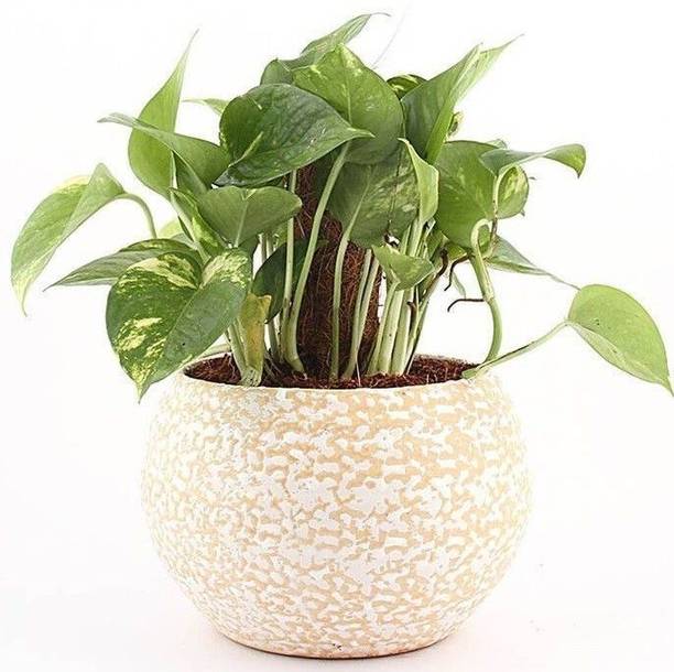 chiku Money Plant