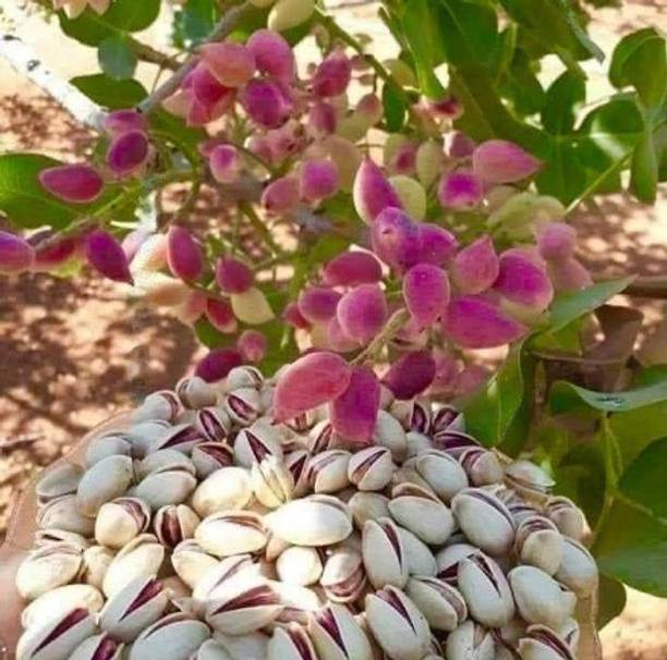 LaughEarth Pistachio Plant