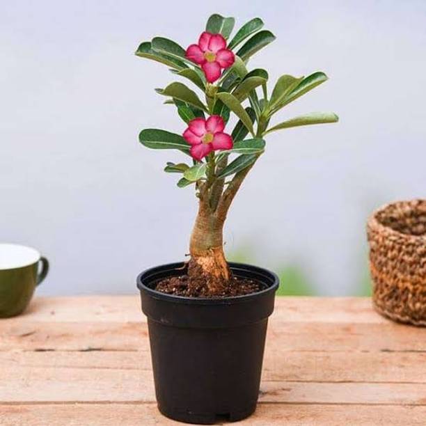 LifeShowMe Adenium Plant