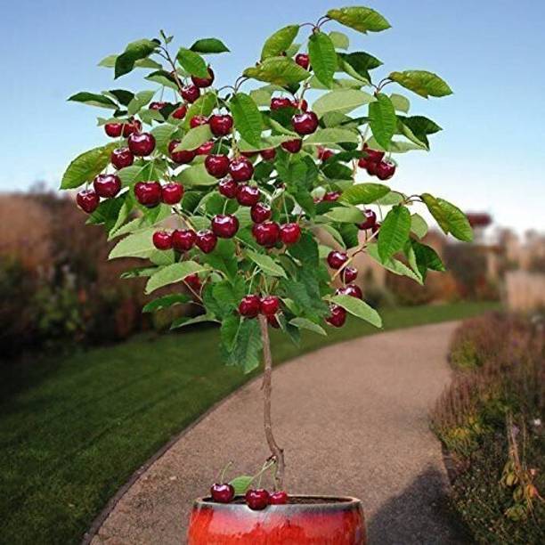 natikrd Cherry Fruit Plant