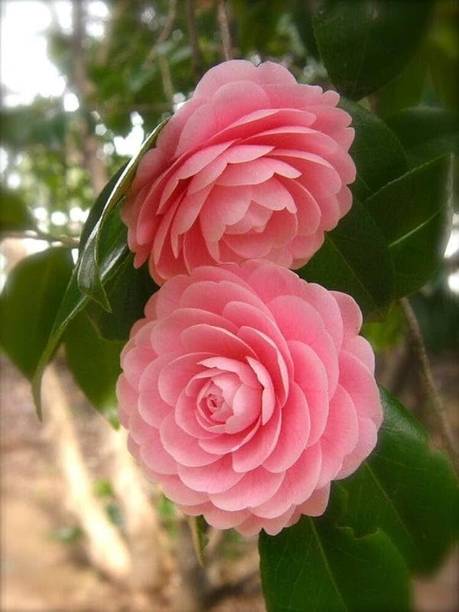 Cloud Farm Rose Plant