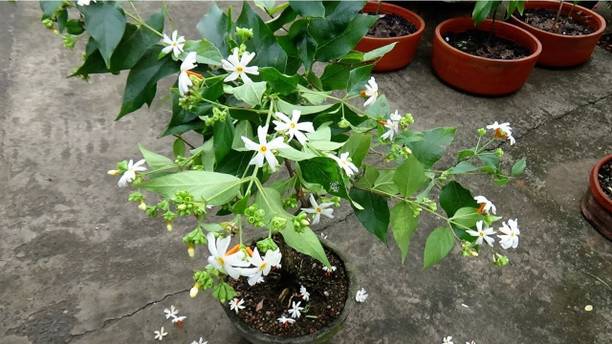 FELCHARIES Parijat/Harsingar Plant