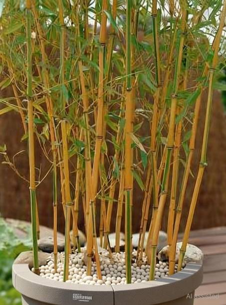 My Dream Nursery Bamboo Palm Plant, Two Layer Bamboo Plant