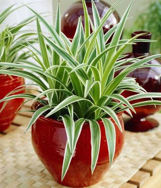 DEY CRAFT Spider Plant