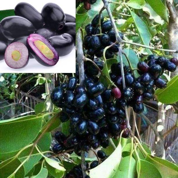 Ubtangrow Jamun Plant