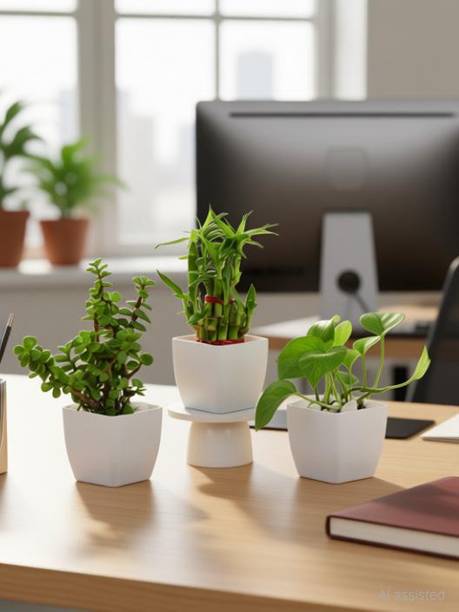 Gabbro Jade Plant, Money Plant, Two Layer Bamboo Plant