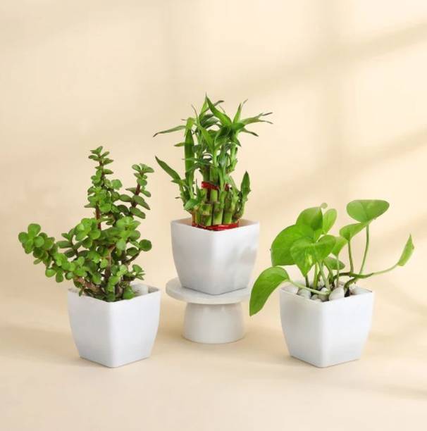 Gabbro Jade Plant, Money Plant, Two Layer Bamboo Plant