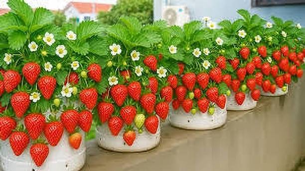 RasmoniGreen Strawberry Plant