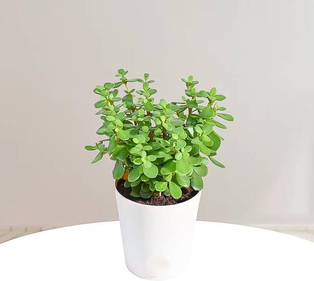 Seedsilk Jade Plant