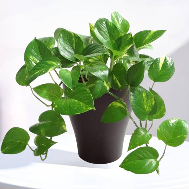 DEY CRAFT Money Plant