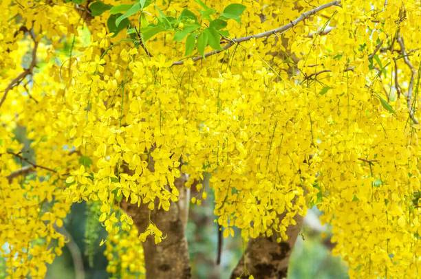 KPL AMALTAS Amaltas Plant