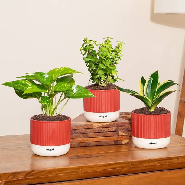 Kyari Jade Plant, Golden Snake Hahnii Plant, Variegated Money Plant