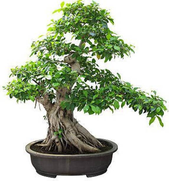 क्लाउड फार्म फिकस बोनसाई पौधा