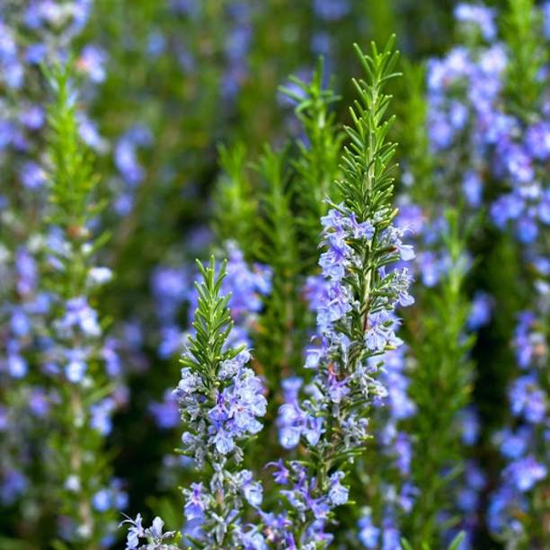 FloraFusion Rosemary Plant