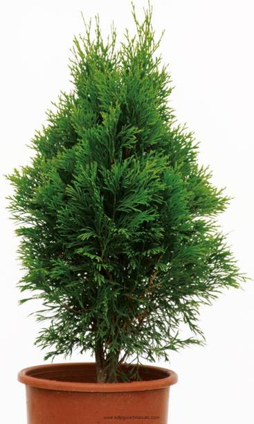 GardenBoom Platycladus/Morpankhi Plant