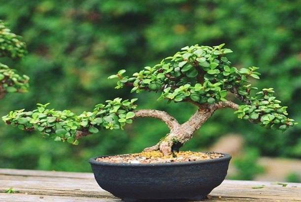 samarthgreen Jade Plant, Ficus Bonsai