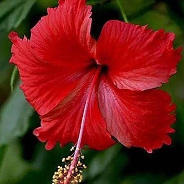 TCAI Hibiscus Plant