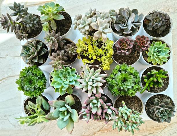 FarmStorey Echeveria Plant, Sedum Plant