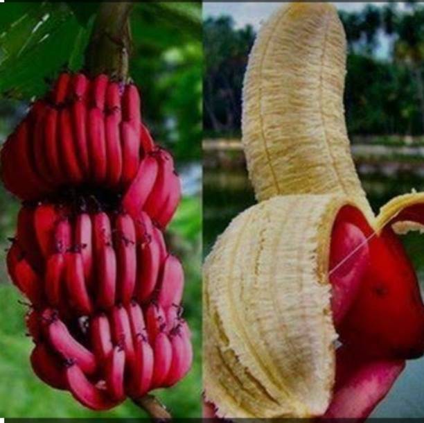 लाल कोला केले का पौधा पौधा