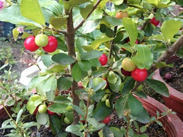 Cloud Farm Cherry Fruit Plant