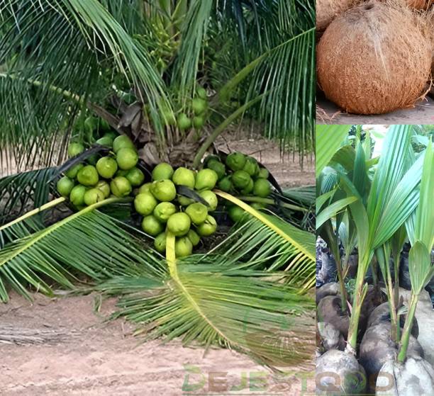 tutkitu Coconut Plant
