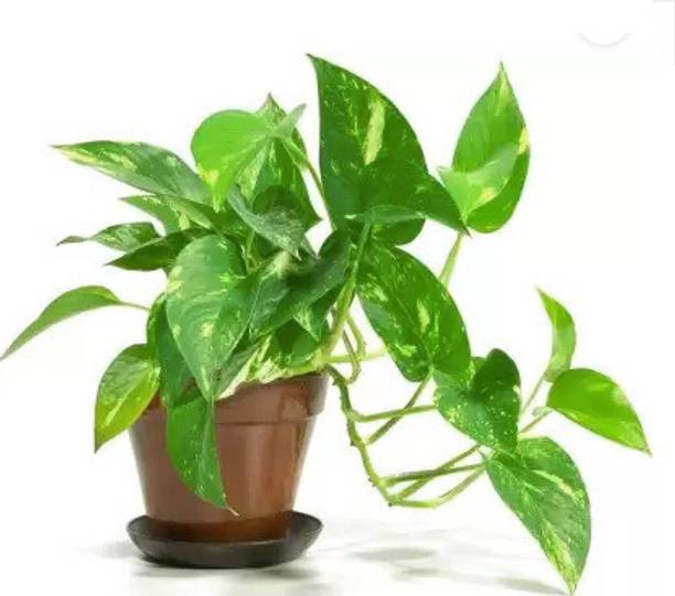 Cloud Farm Money Plant