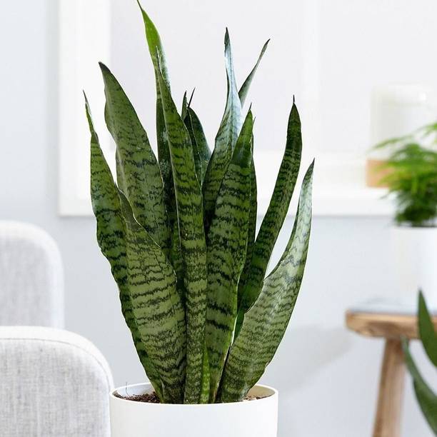 Aclipastal Snake Plant