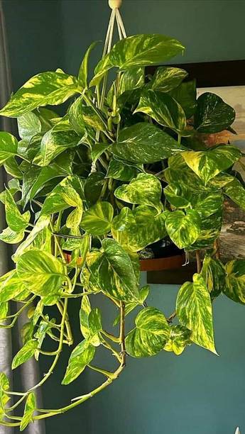 BREEZY BLOOMS Money Plant