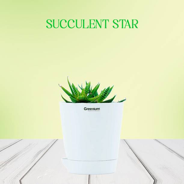 Greenium Succulents Plant