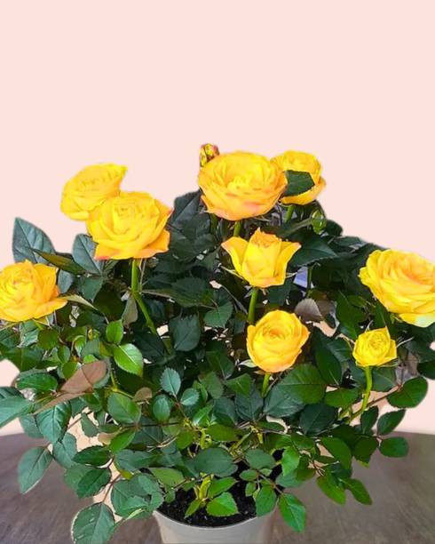 SAIQUALES Rose Plant