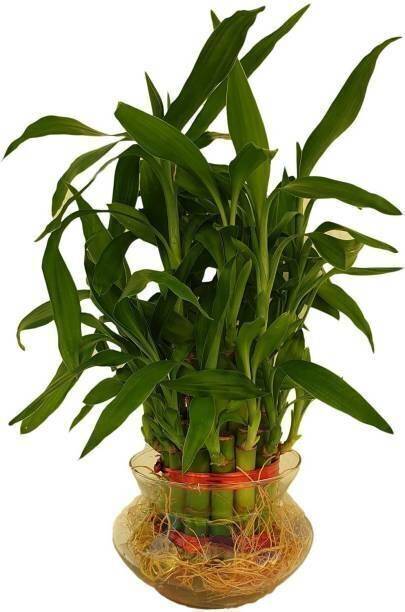 BloomShadow Lucky Bamboo Plant