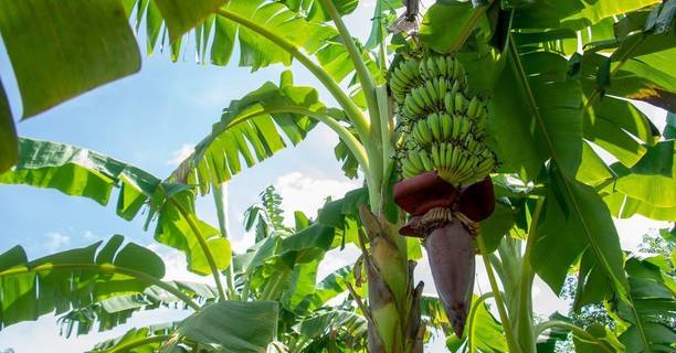 Wrenna Banana Plant