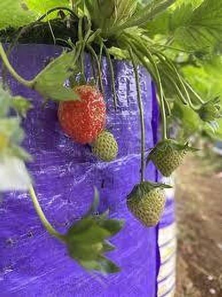 RasmoniGreen Strawberry Plant
