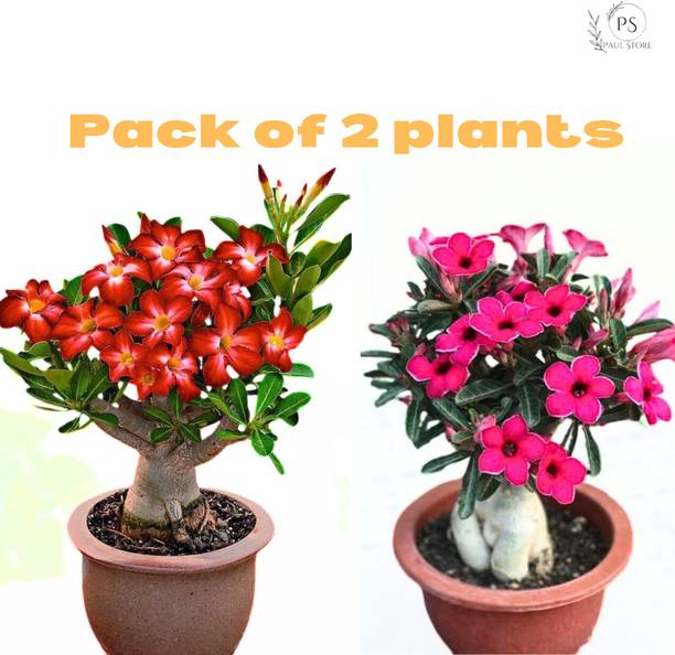 Treeinkle Adenium Plant