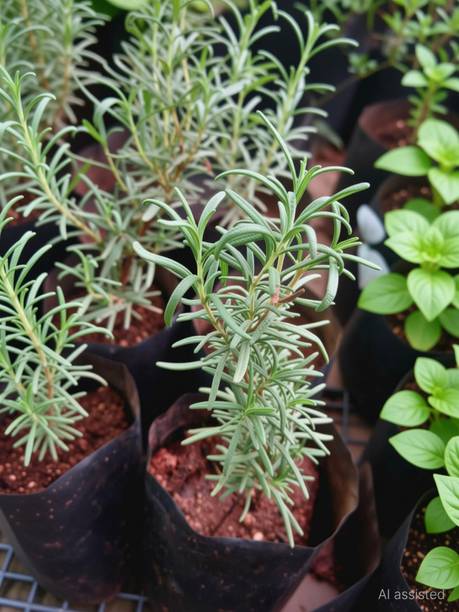 SkHerbals Rosemary Plant