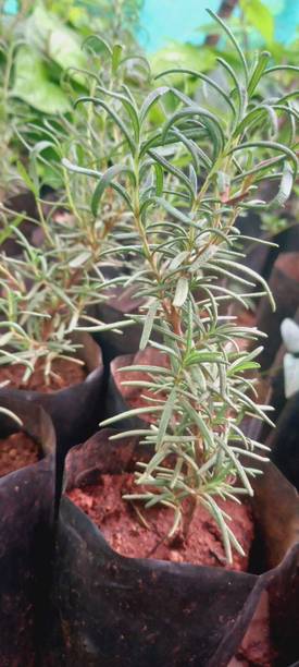 SkHerbals Rosemary Plant