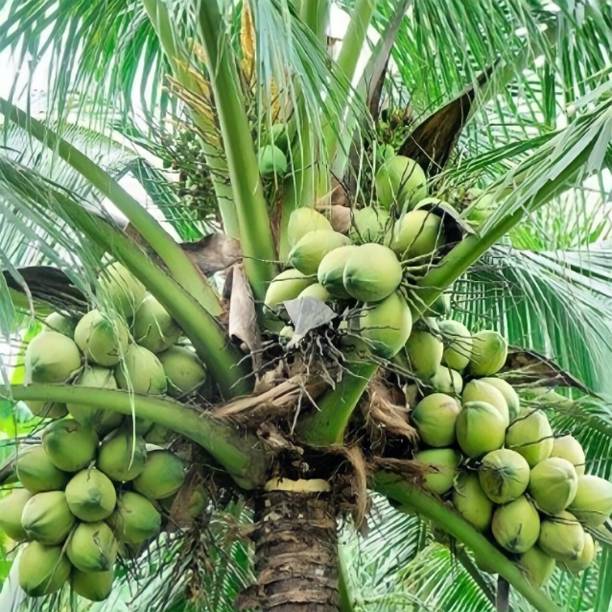 मायला नारियल का पौधा पौधा