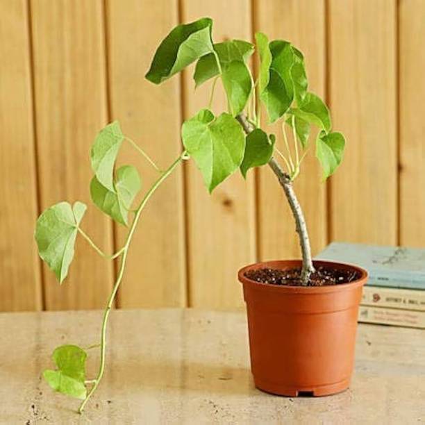 AloGardening Giloy Plant