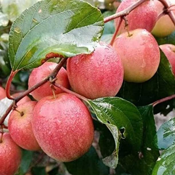 Greenery Nursery Ber Apple Plant