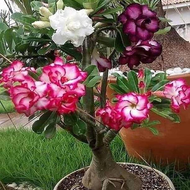 Adrita Adenium Plant